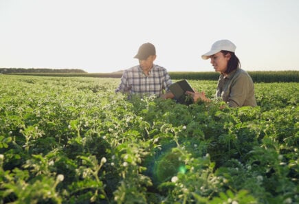 Two farmers working in a chickpea field