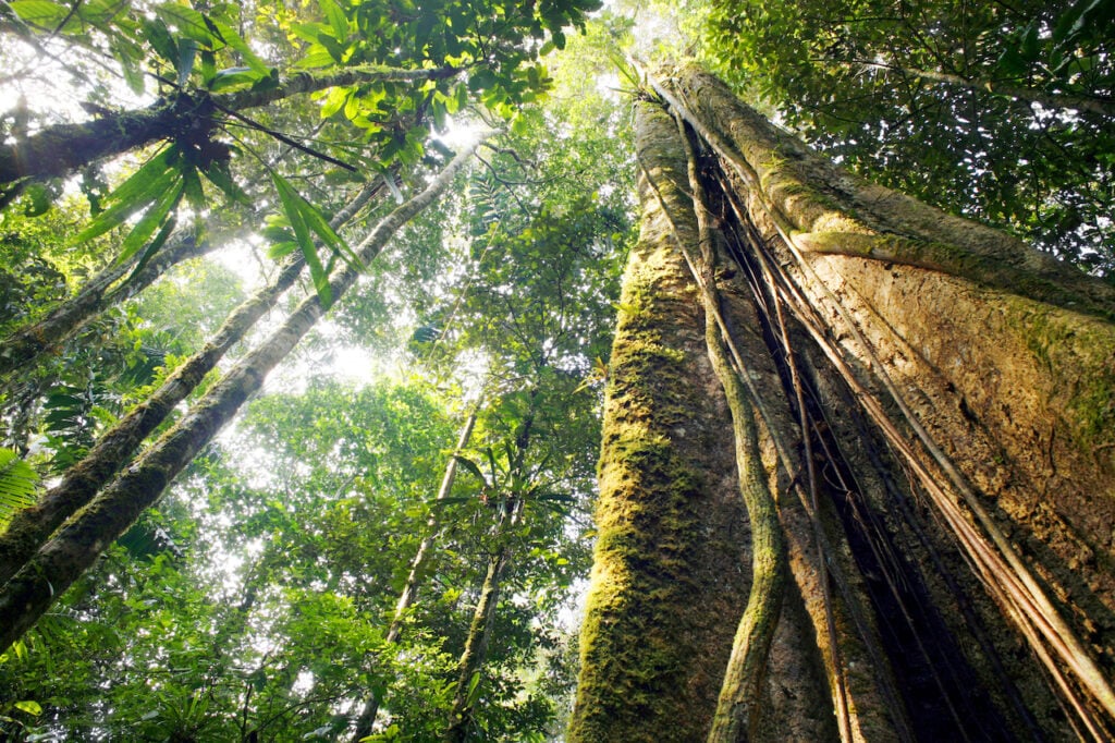Amazon rainforest_climate change_biodiversity_impact investing