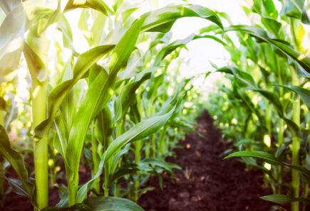 Closeup on field of corn