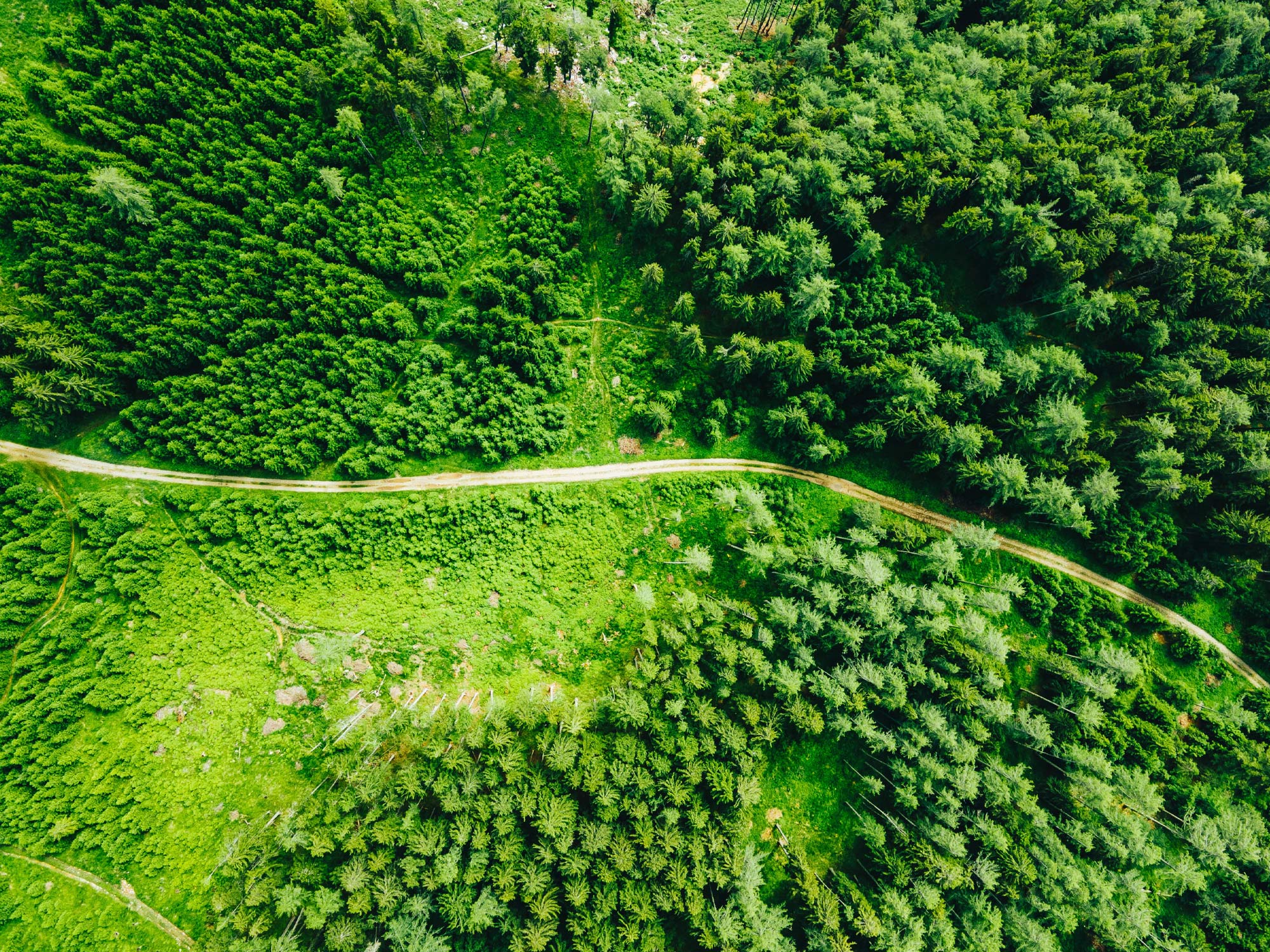 Aerial photo of lush green forest