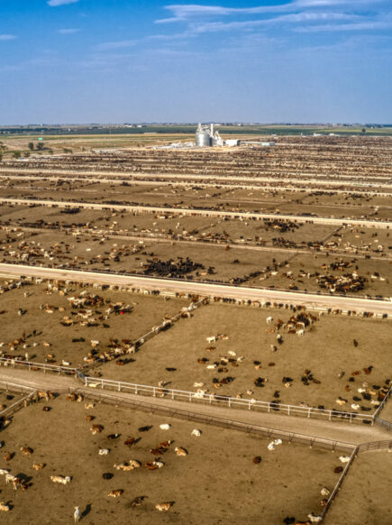Photo of cow farms
