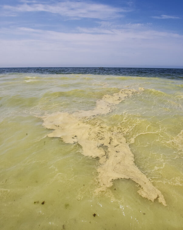 Photo showing polluted ocean