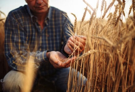 Farmer in a wheat field