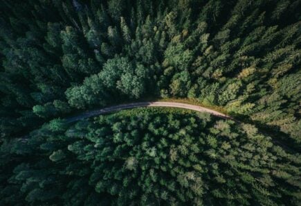Overhead view of road in forest