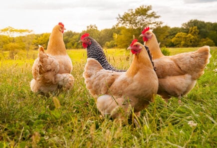 Happy chickens in a field, representing a future with cultured chicken