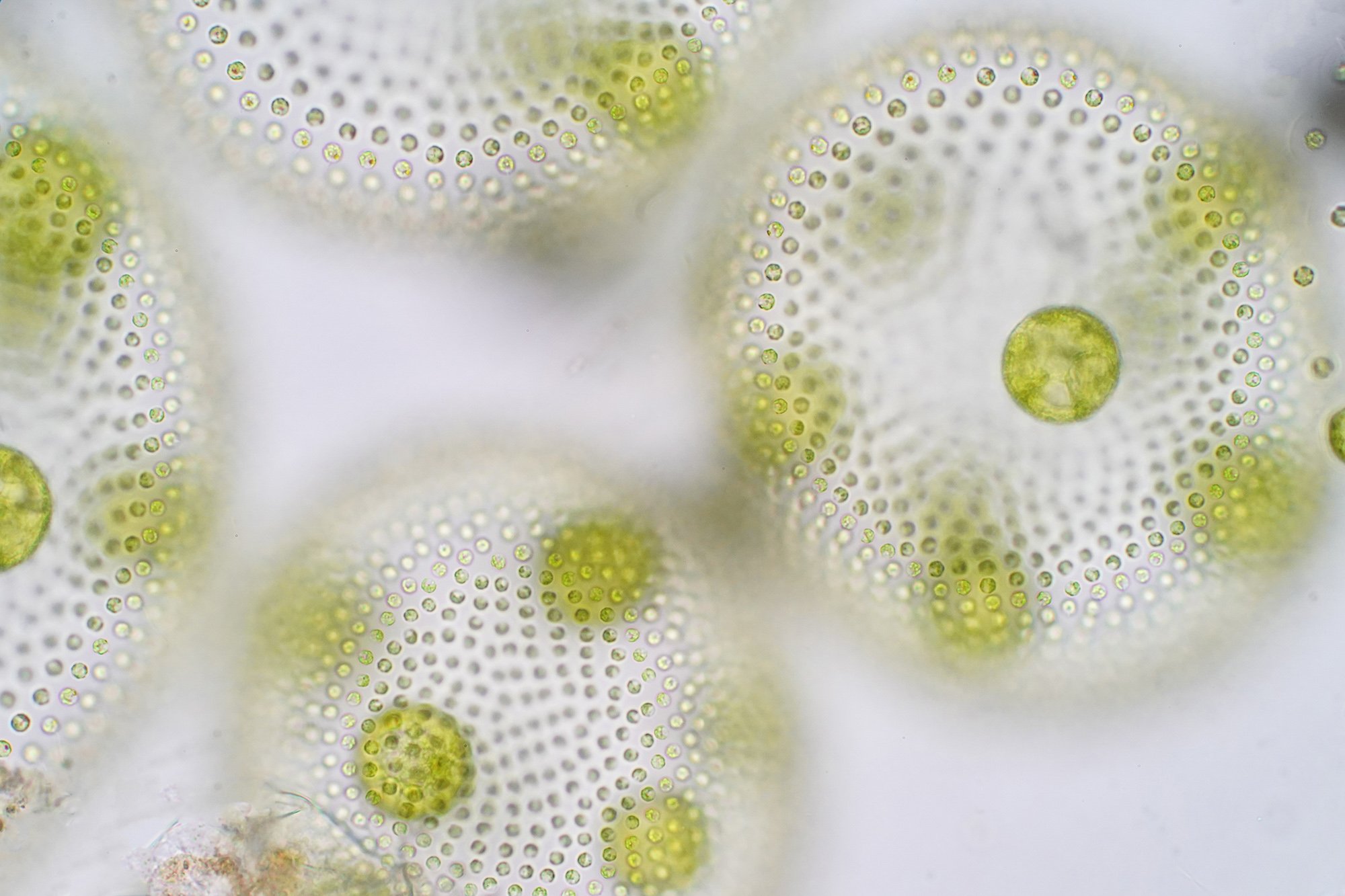 Green algae cells representing science and technology concept