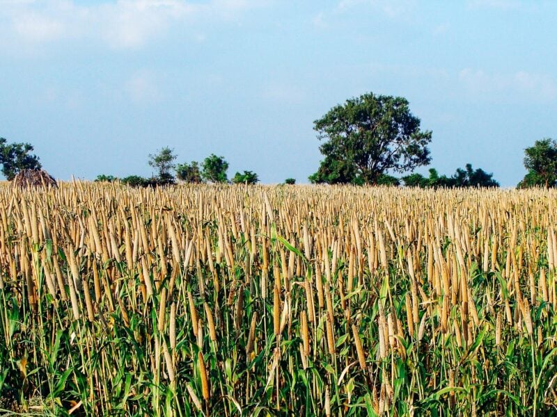 A field of pearl millet with a bright blue sky