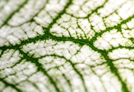 Close up plant epidermis with stomata or leaf epidermis (stomat