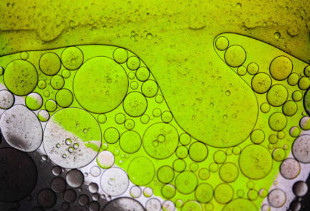 Algae closeup