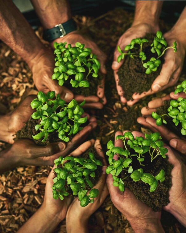 People in a circle holding soil and seedlings in their cupped hands, top view