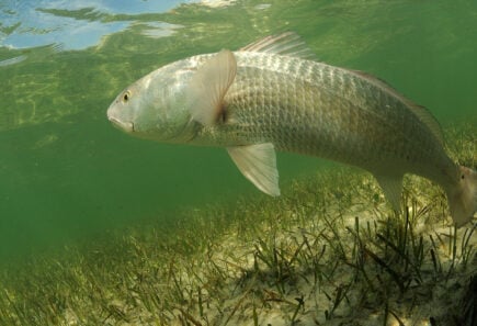 A redfish is swimming in the grass flats ocean