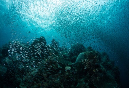 Climate change impact on marine reef environment with school of fish