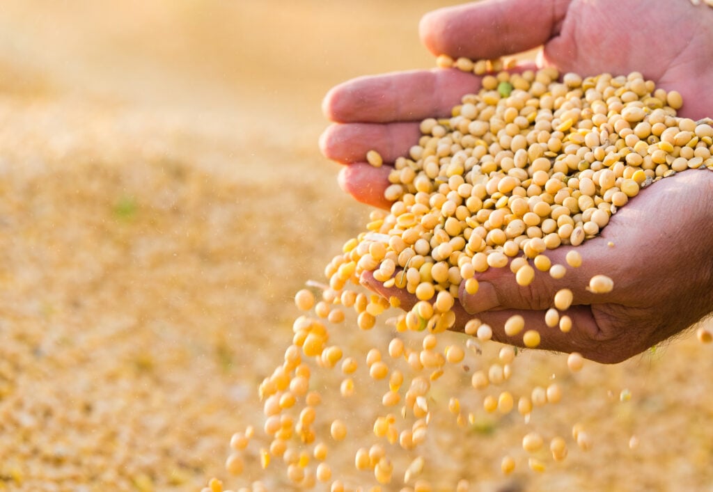 Ripe soybeans pouring from a farmer’s hands