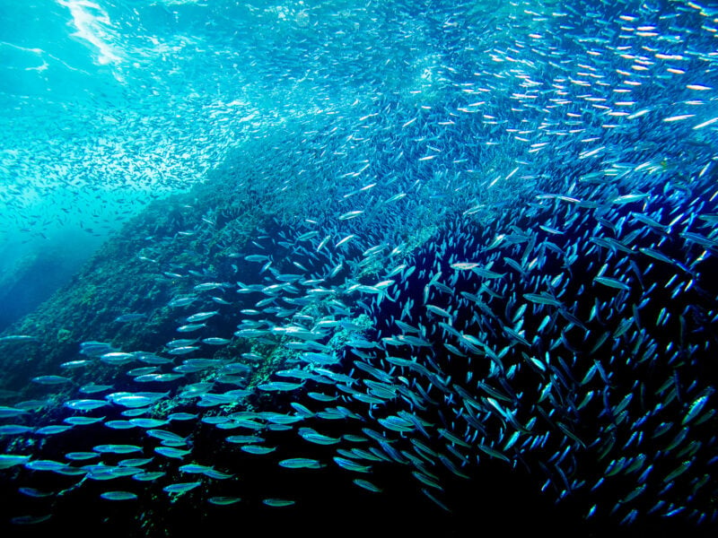 A school of fish swimming along a reef underwater