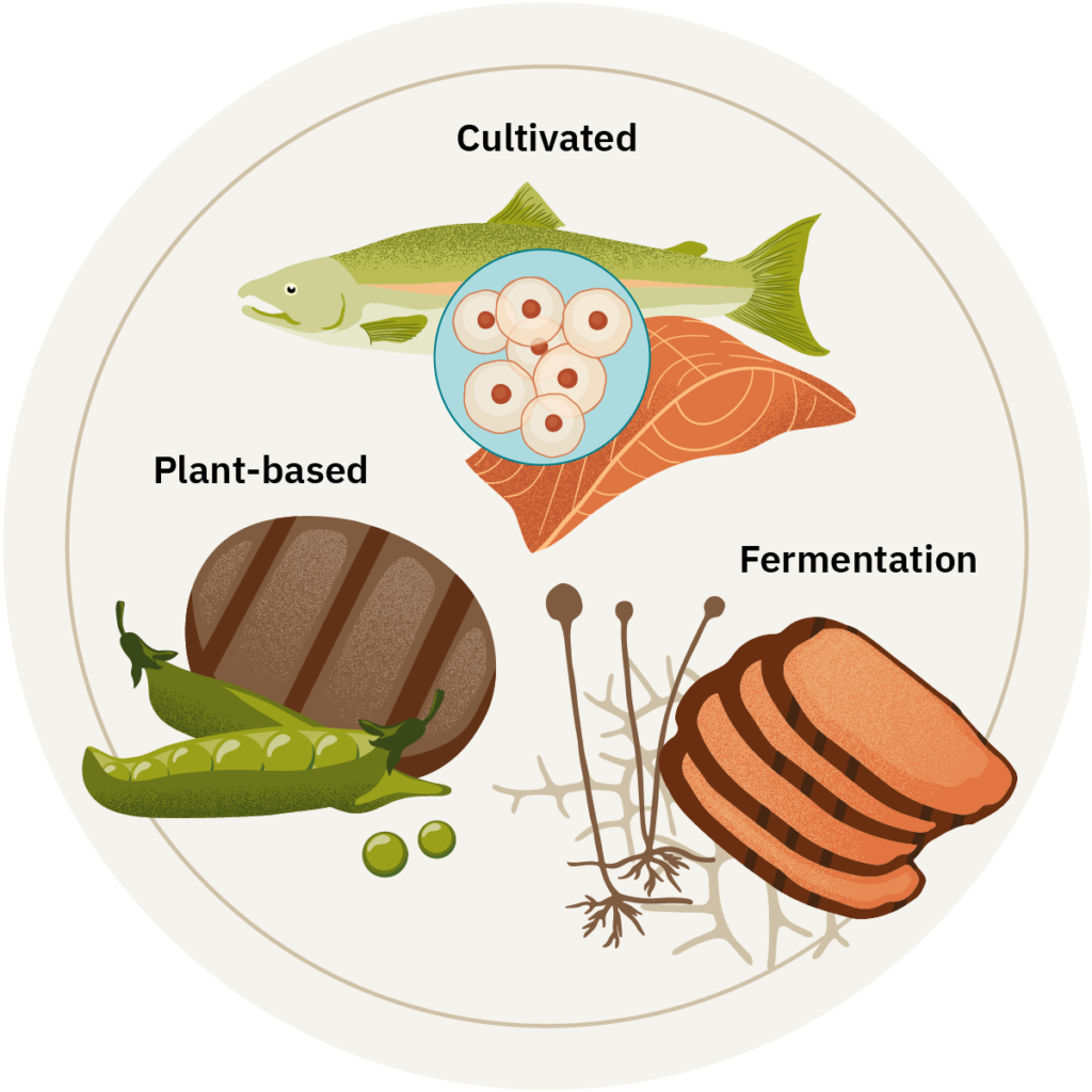Grill marked meat with soybeans with the label plant-based, fish with cells and whole cut filet with the label cultivated, and sliced meat with fungi illustrations labelled fermentation.