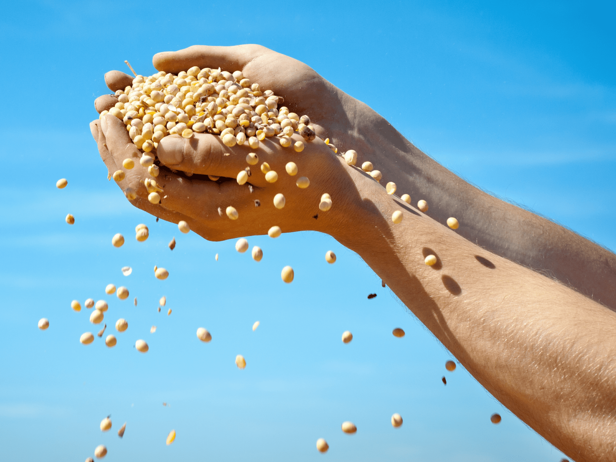 Photo of hands holding lentils