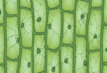 Plant cells under a microscope, representing scaffolding for cultured meat