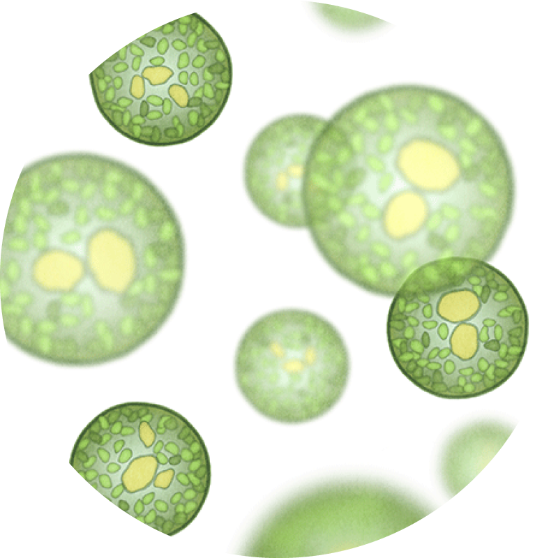 Single cell algae lipid droplets